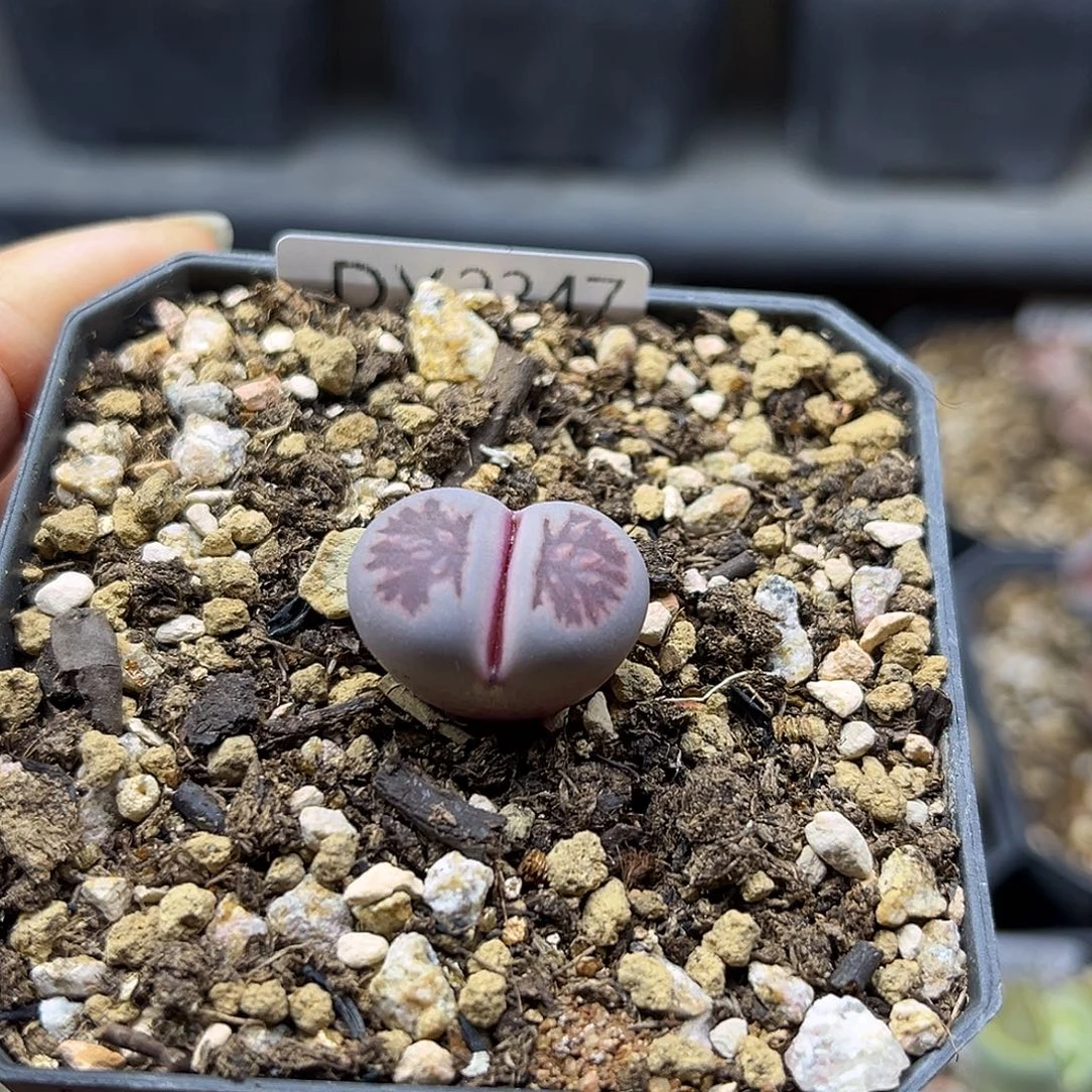 一物一拍菊母本2347紫菊