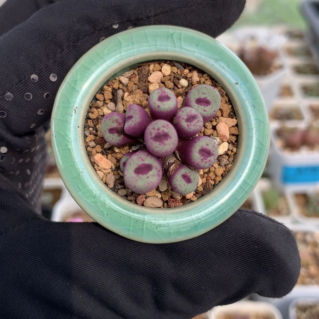 米*朵a492红嘴母本2736