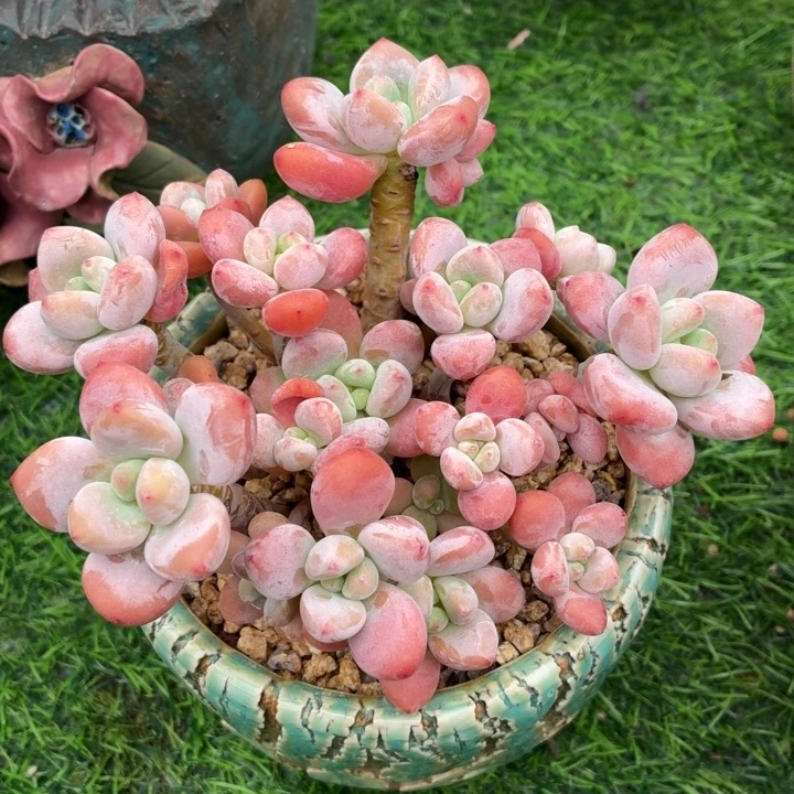 多肉植物红洛神-4