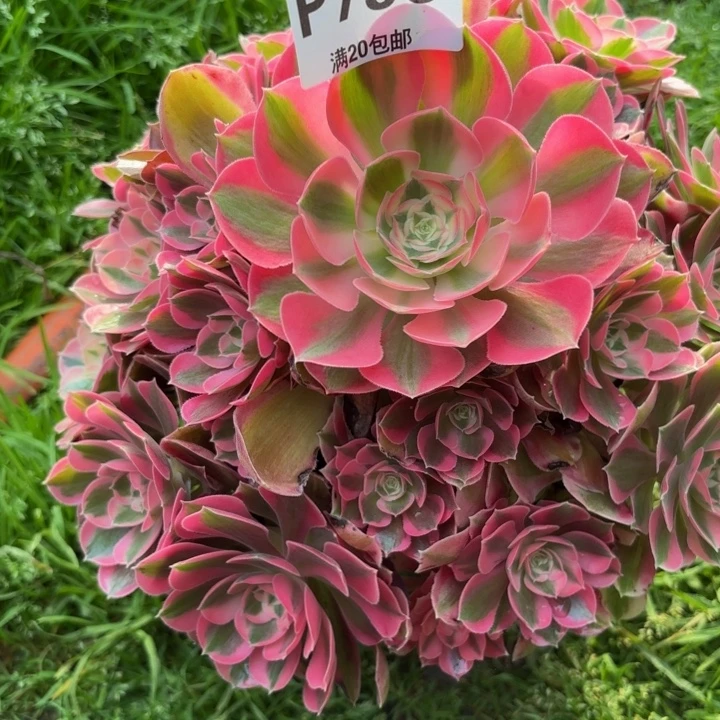 M***@瑞妈多肉植物。796.布