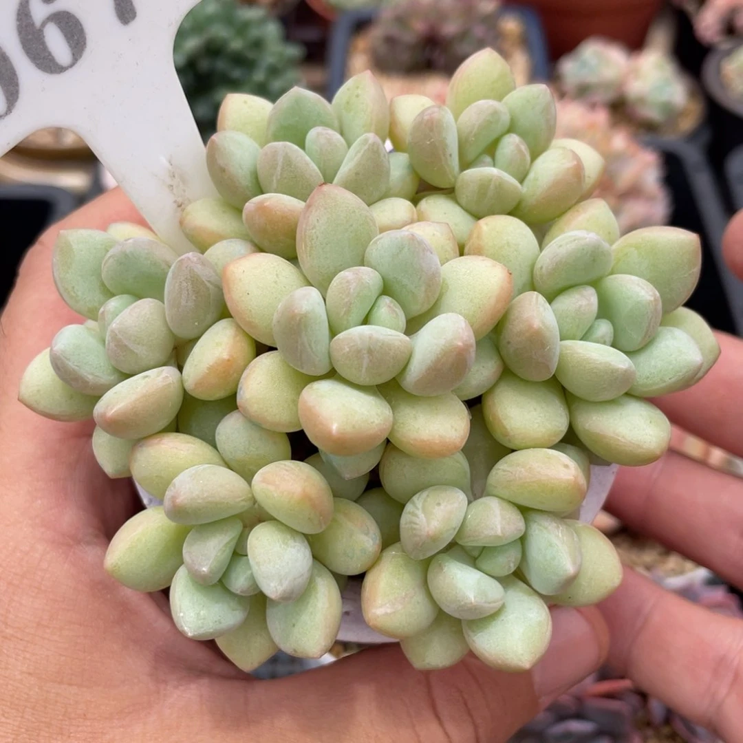 0674泡泡糖不带盆9厘米