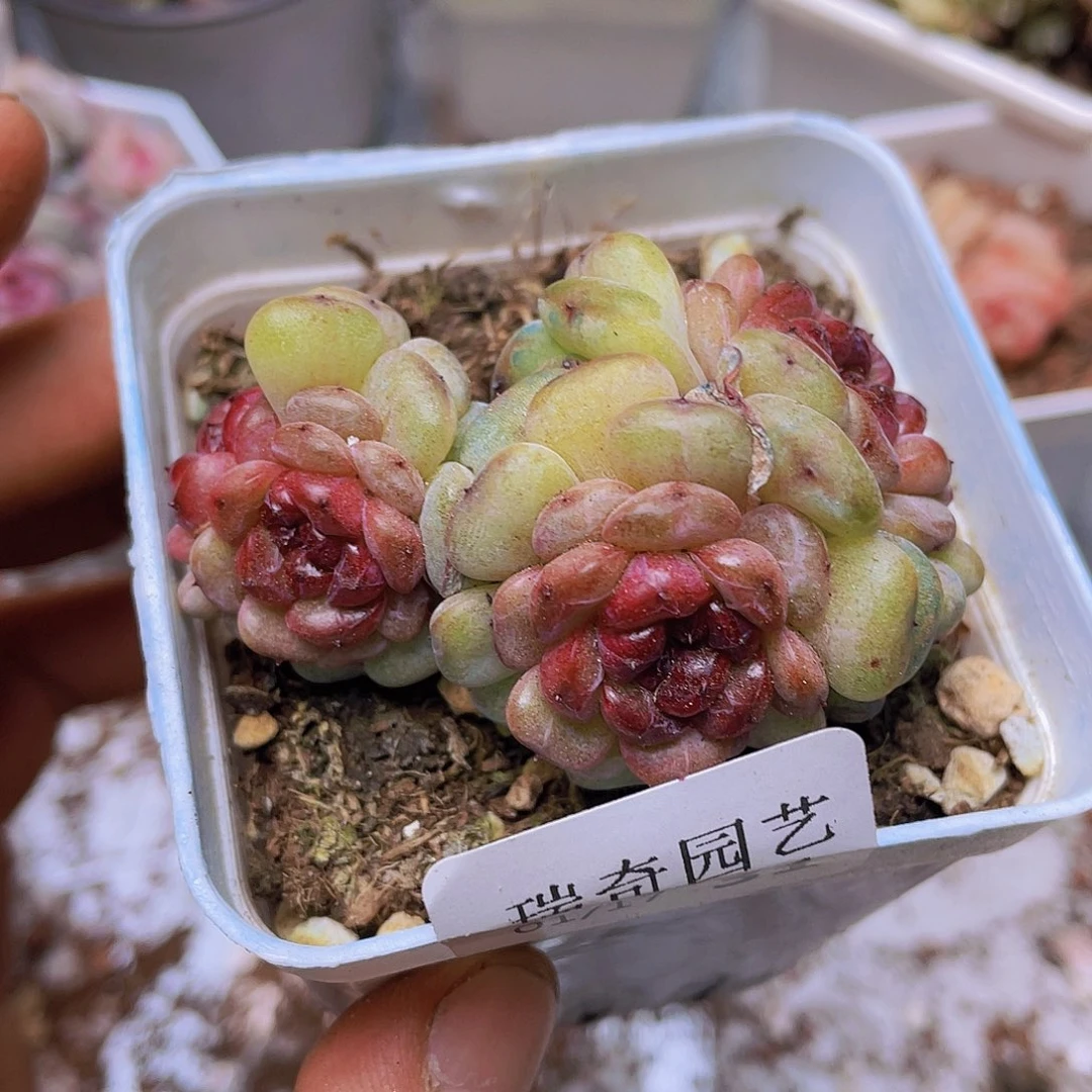 00000000000031量拍