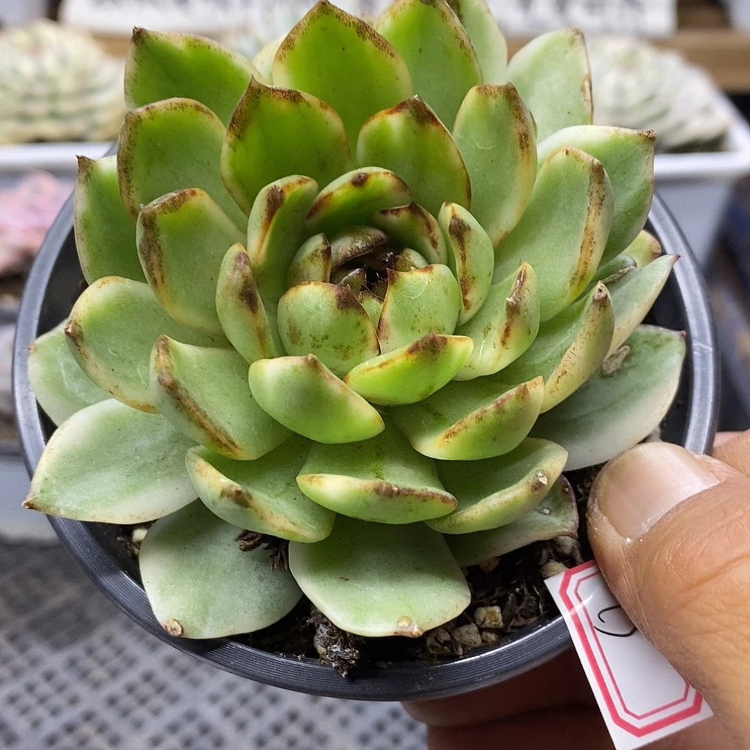 2675 绿水晶覆轮锦