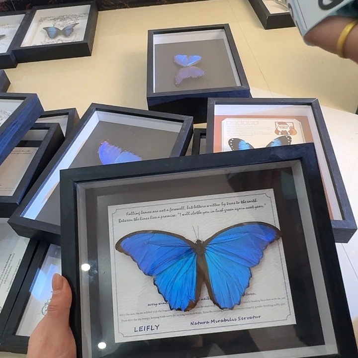 084蝴蝶大蓝 蝴蝶