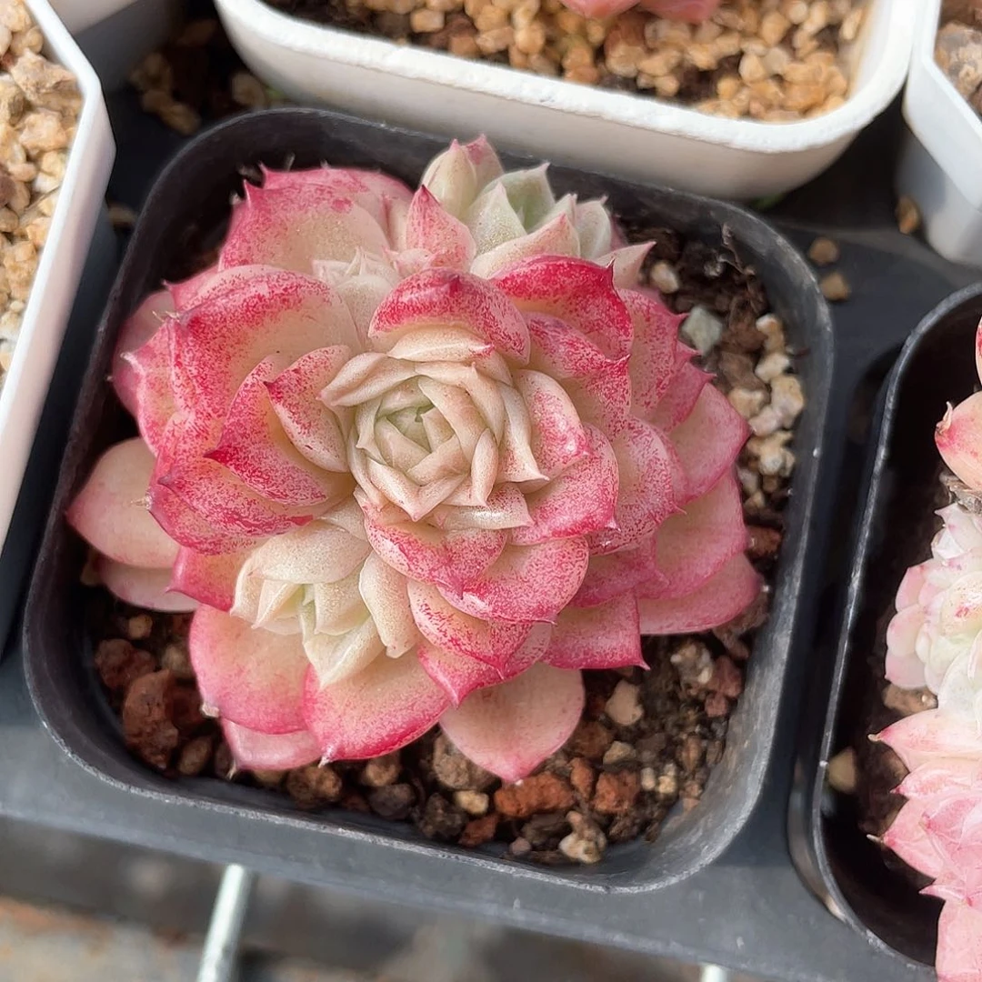 优选麦秆福利8127