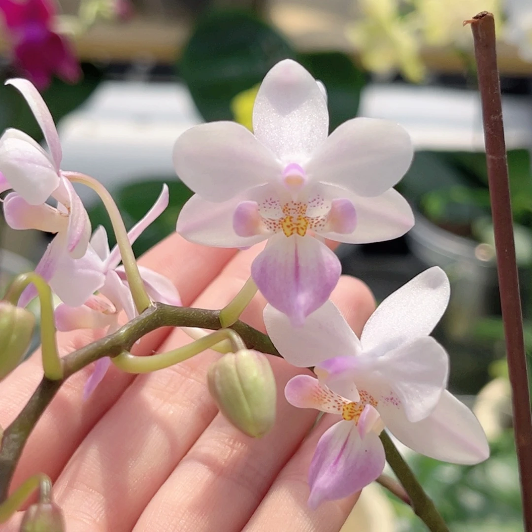 完全开放2.8寸樱花雨开花株