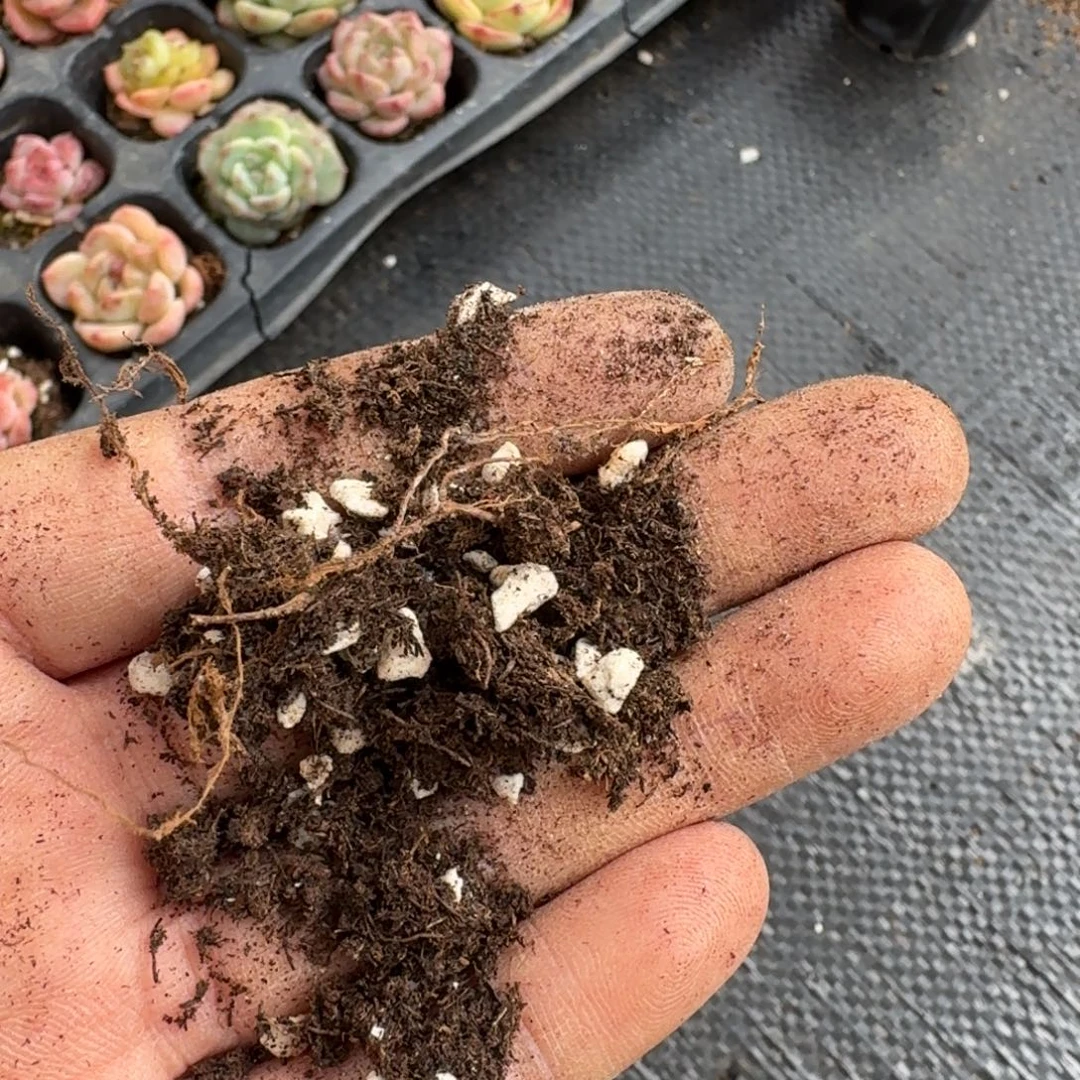 带珍珠盐进口泥炭10l量拍发货