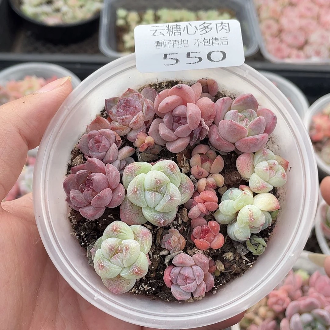 云糖心多肉植物550