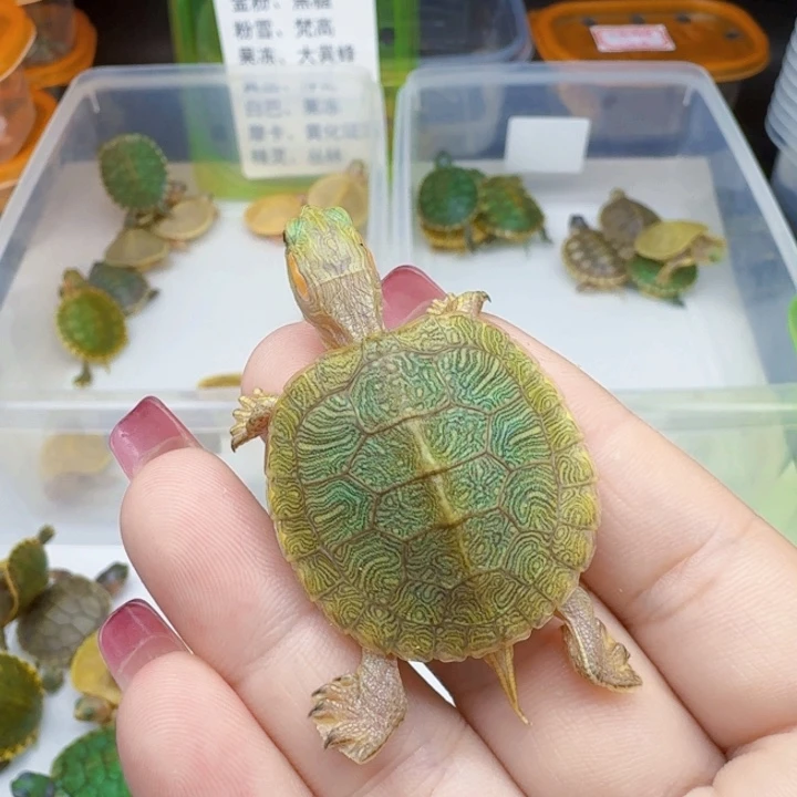 不分公母巴西彩龟