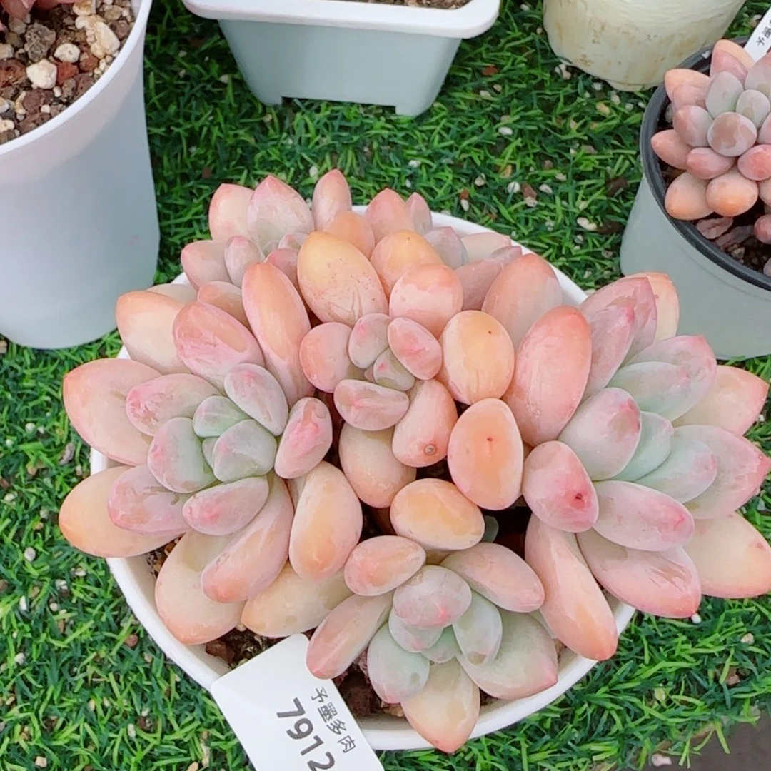 香水无砍，7912多肉植物