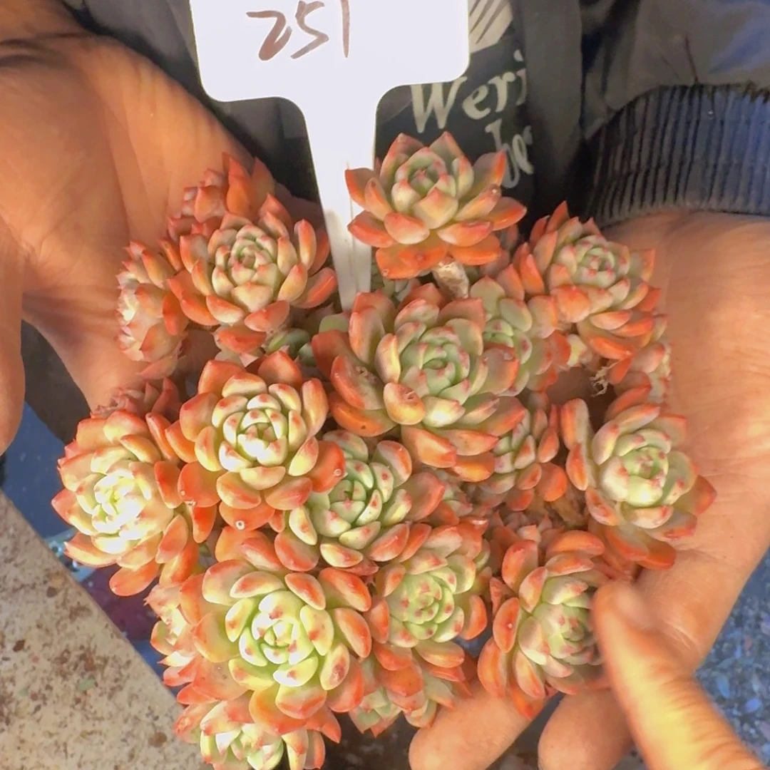 多肉植物的生长发育和
