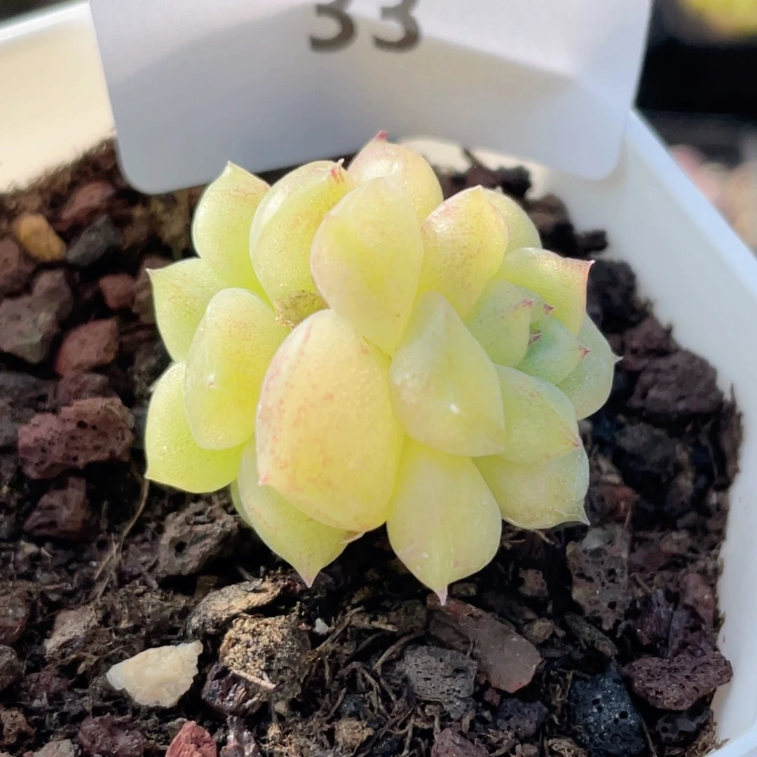 33号糖心冰心珍妮