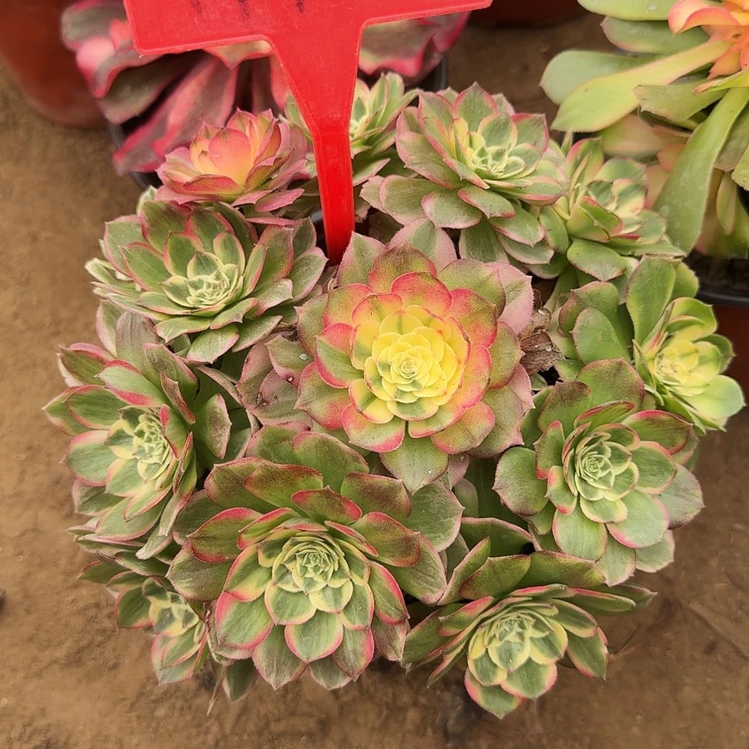 4116海仙多肉法师