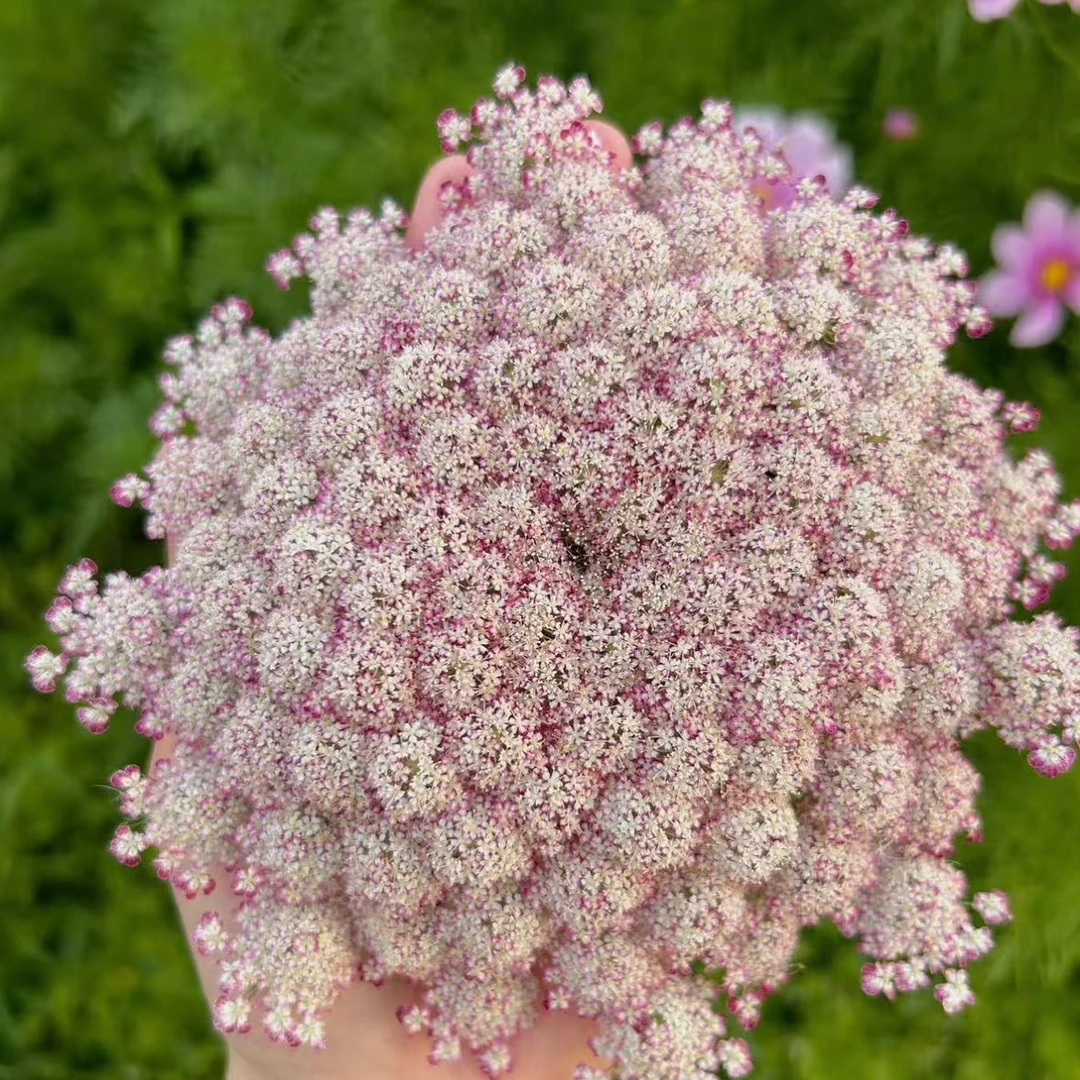 【满4件包邮】巧克力蕾丝盆栽苗切花地栽盆栽植物