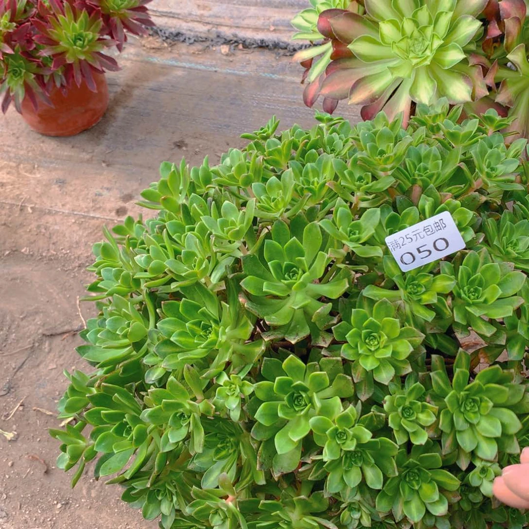 050绿茶中斑老桩多肉