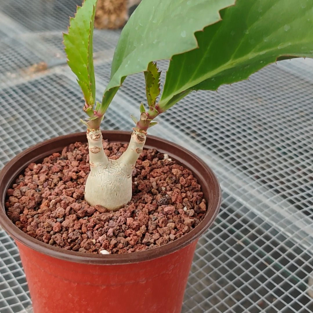 夜*cb银叶葡萄翁多肉植物