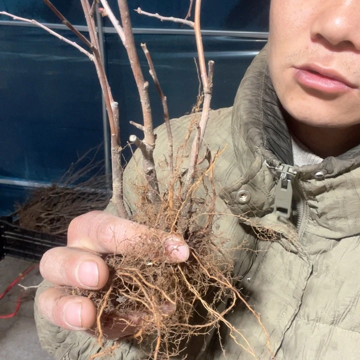 原生榠栌海棠花一颗