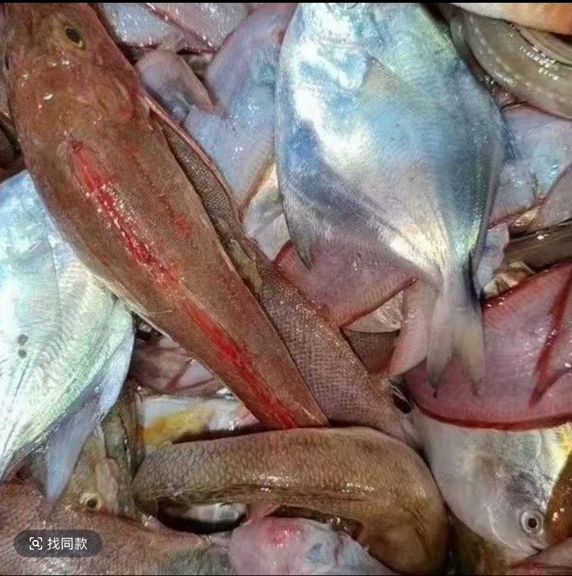 新鲜海捕石斑马友青衣等多种海杂鱼