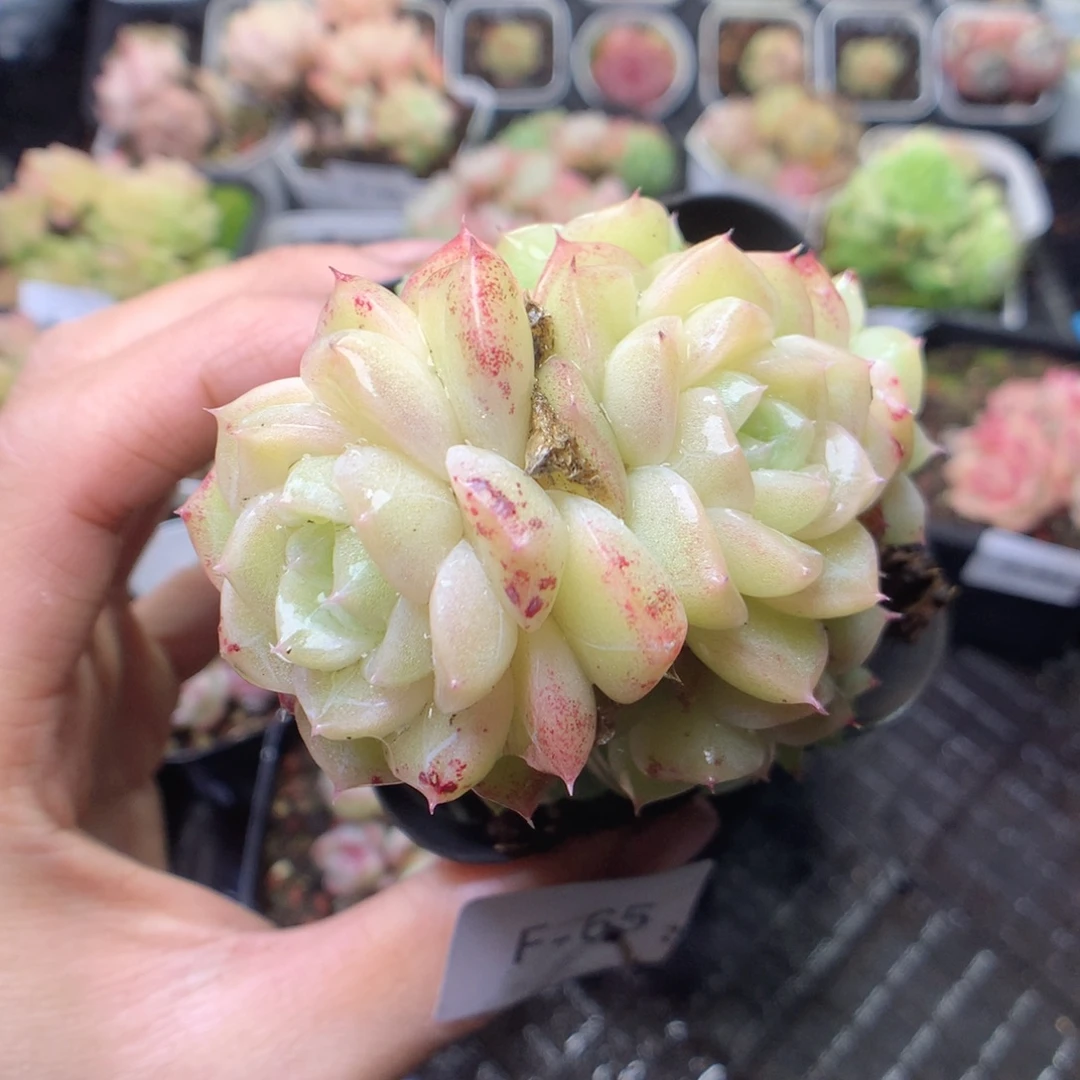 无花朵F65。yyyyttt