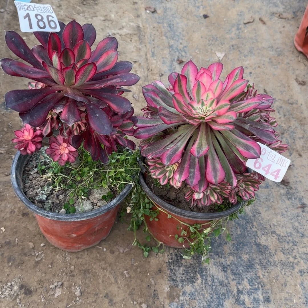 多肉186+644满20包邮断枝不包