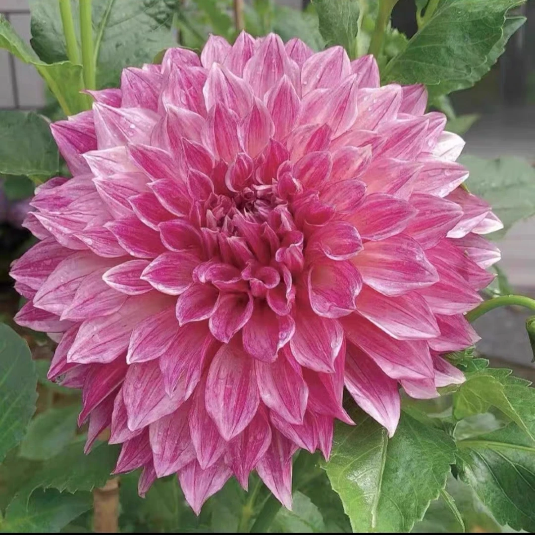 （福利）进口大丽花种球多年生（微残）送肥料