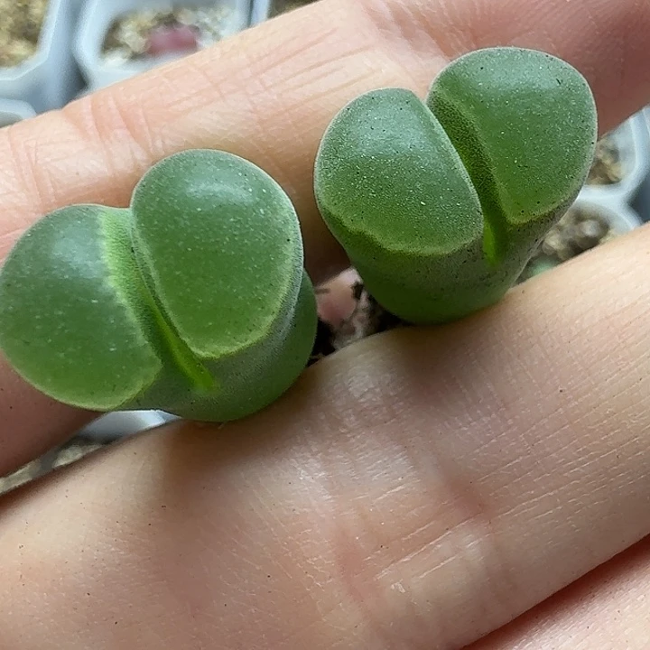 老马生石花骚粉风铃2738