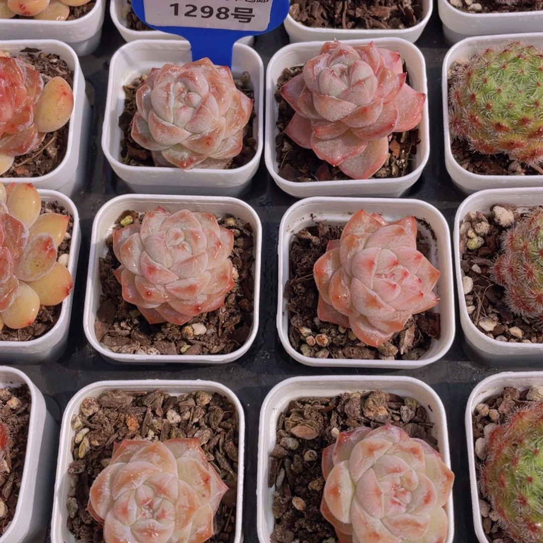 1298号精品粉钻单头两个