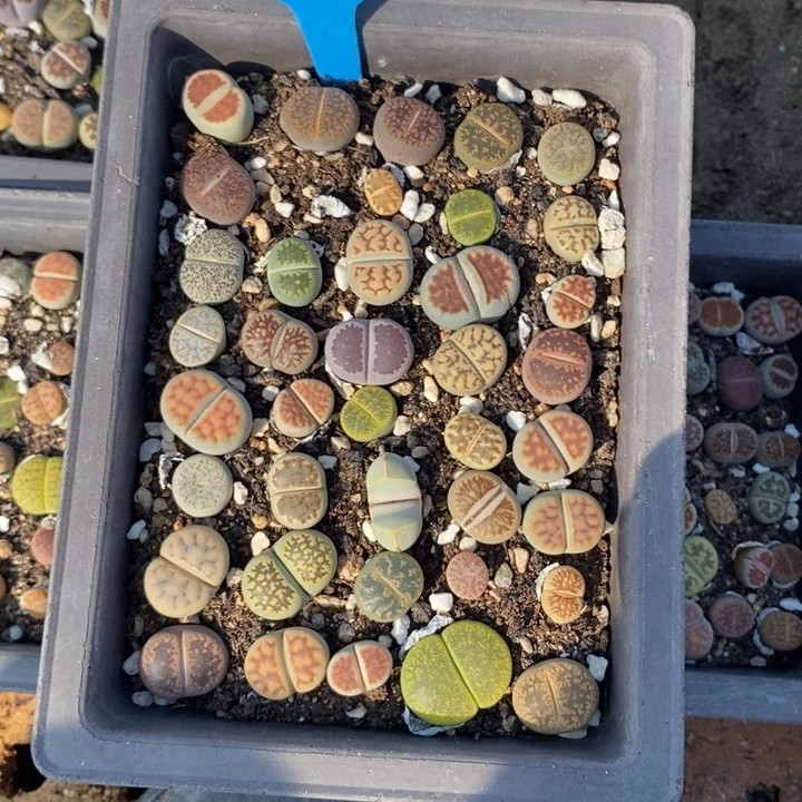 否****生石花等植物的389