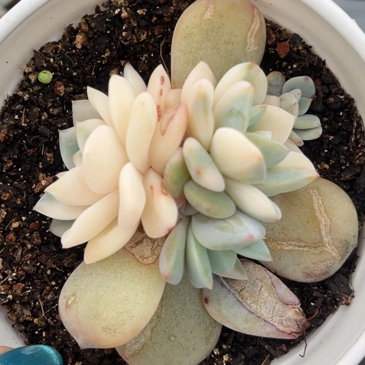 橙梦露锦一颗价格发货