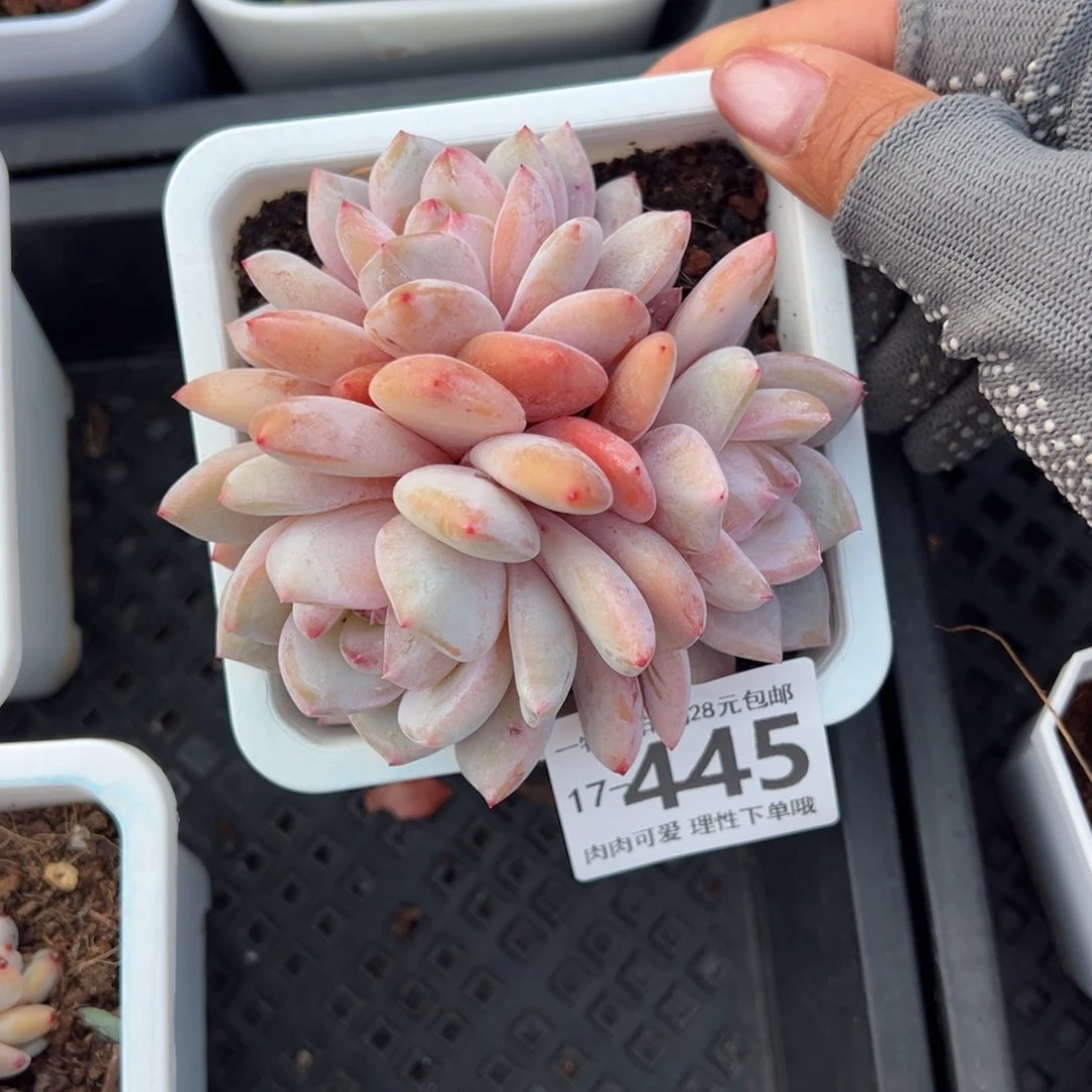 橙梦露多肉多肉多肉