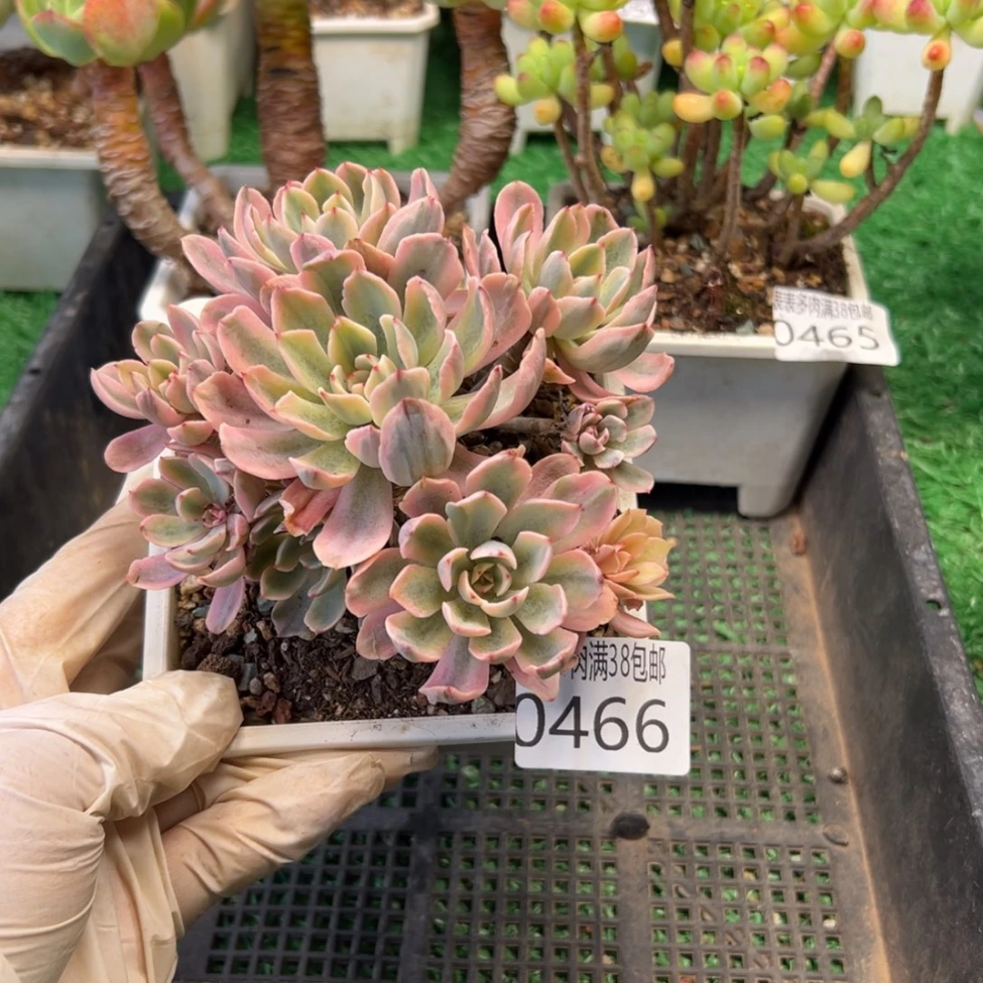 无花朵多肉一物一拍植物0466
