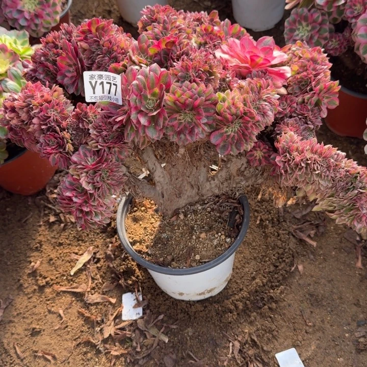 177倾城缀化特价2