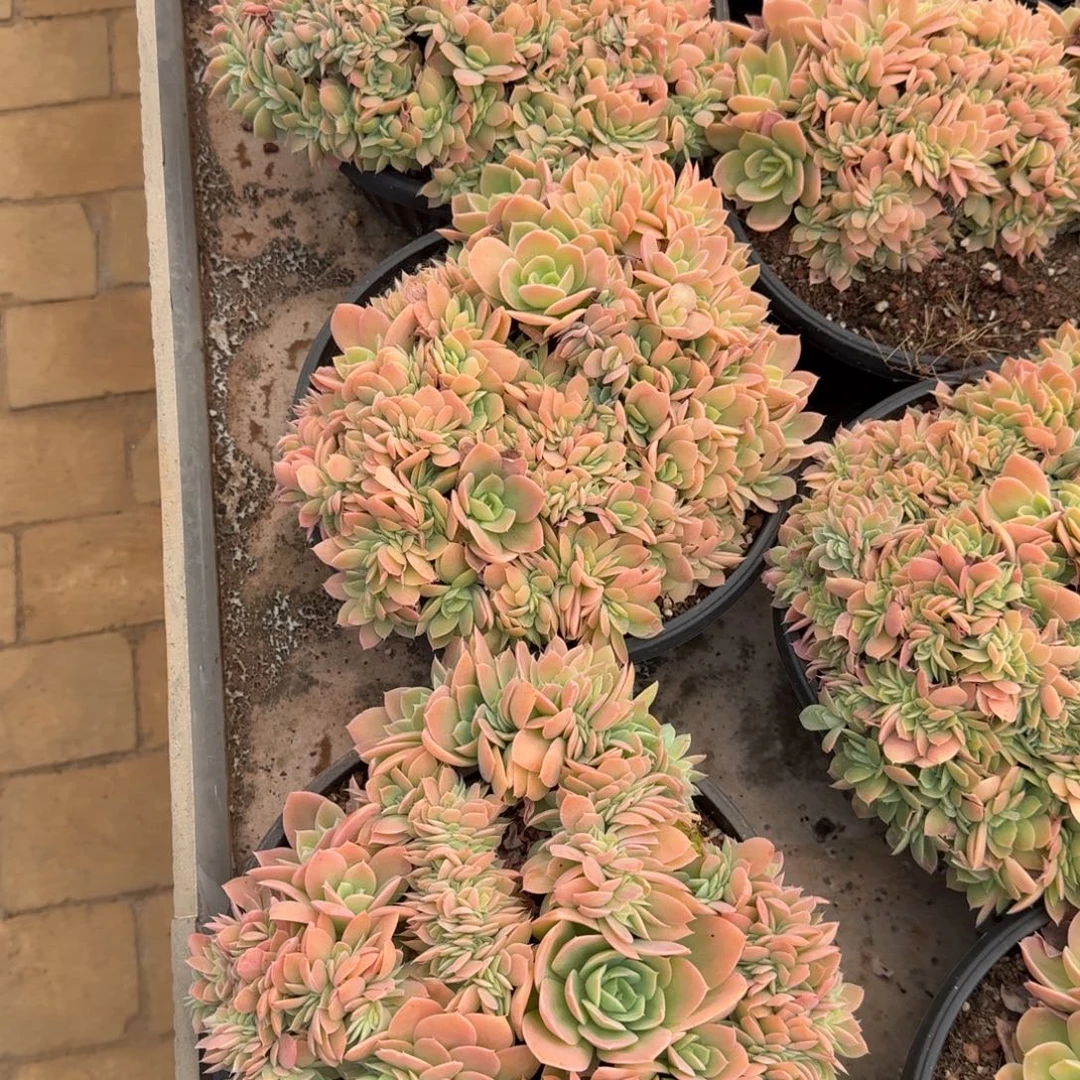 雅***鱼发货时间长达十分钟时间内