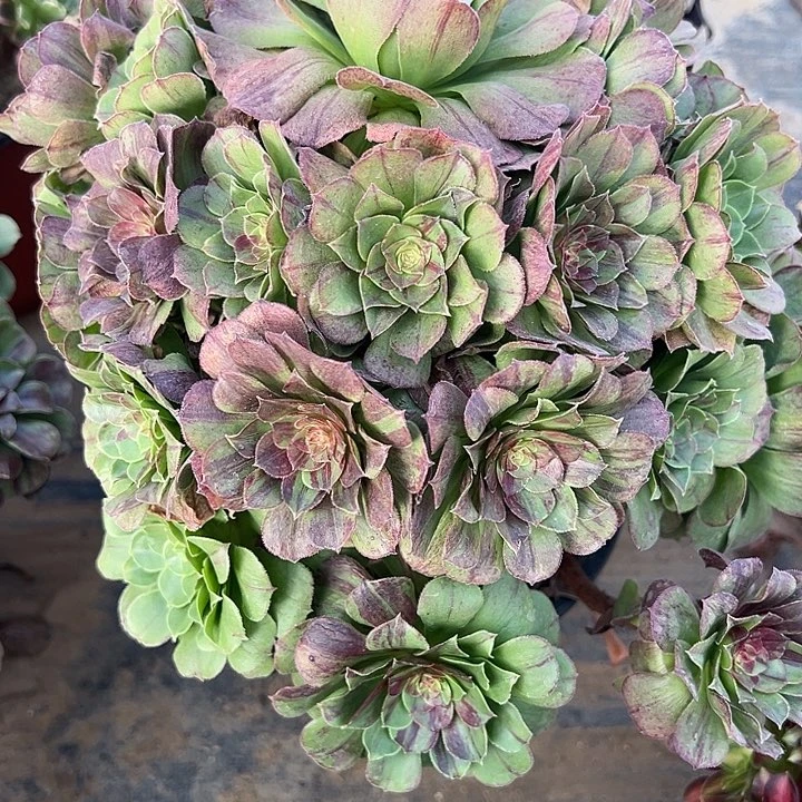 T2.5-32花月夜多肉