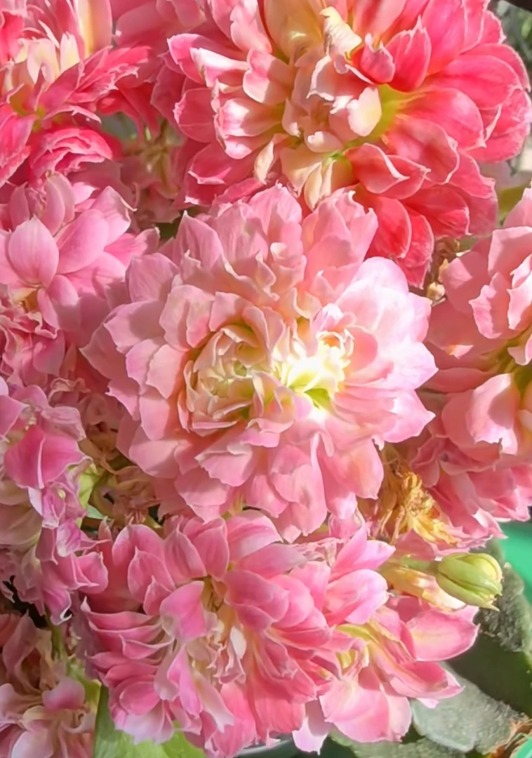 长寿花【羽衣霓裳】110室内精美盆栽