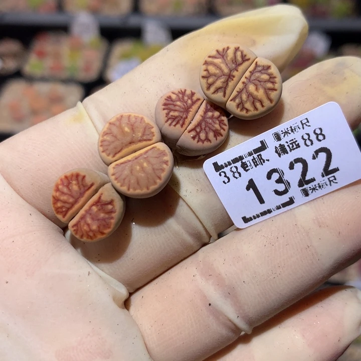 碳**羊zzz精品生石花1322