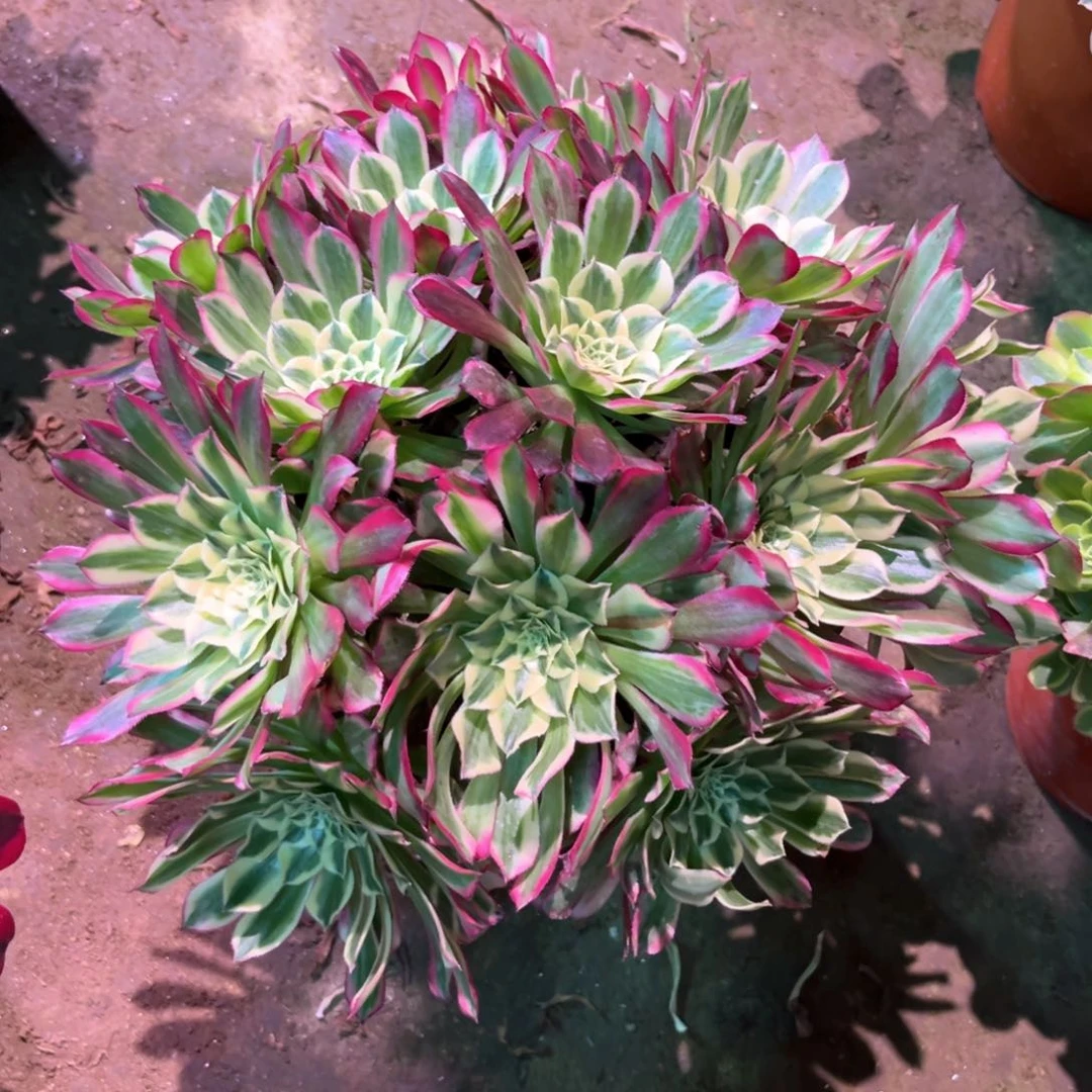 人**得多肉植物天合381