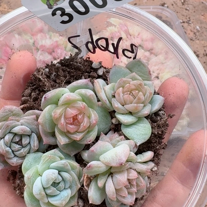 让****儿多肉植物多肉植物