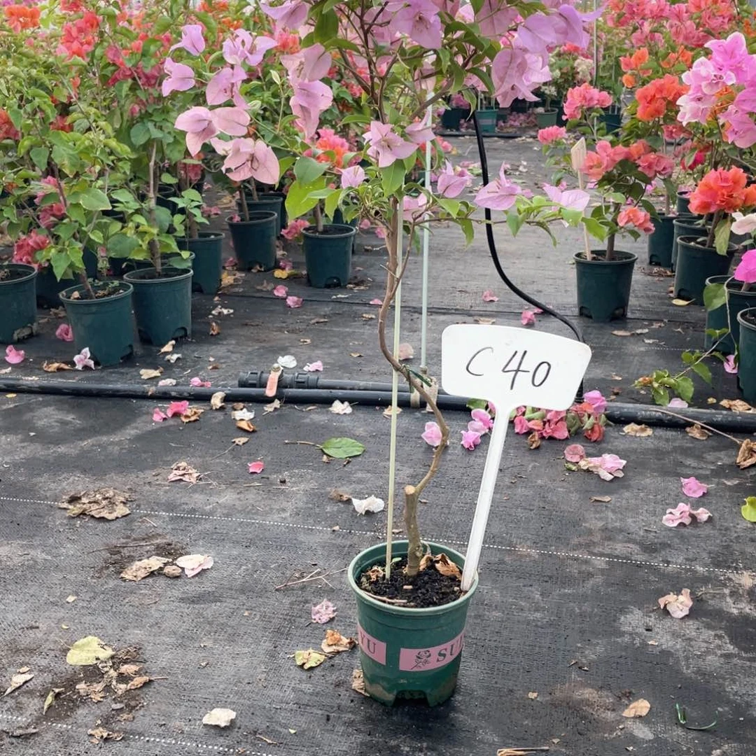 l***y大量花朵（建议范围：8朵-15朵 或40%以上）塞弗里C40