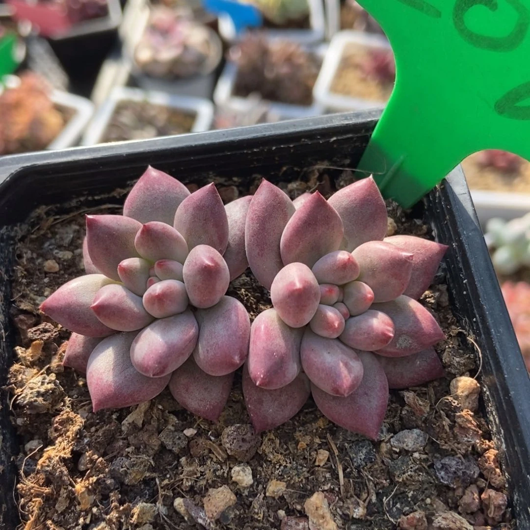 2087余美人多肉植物