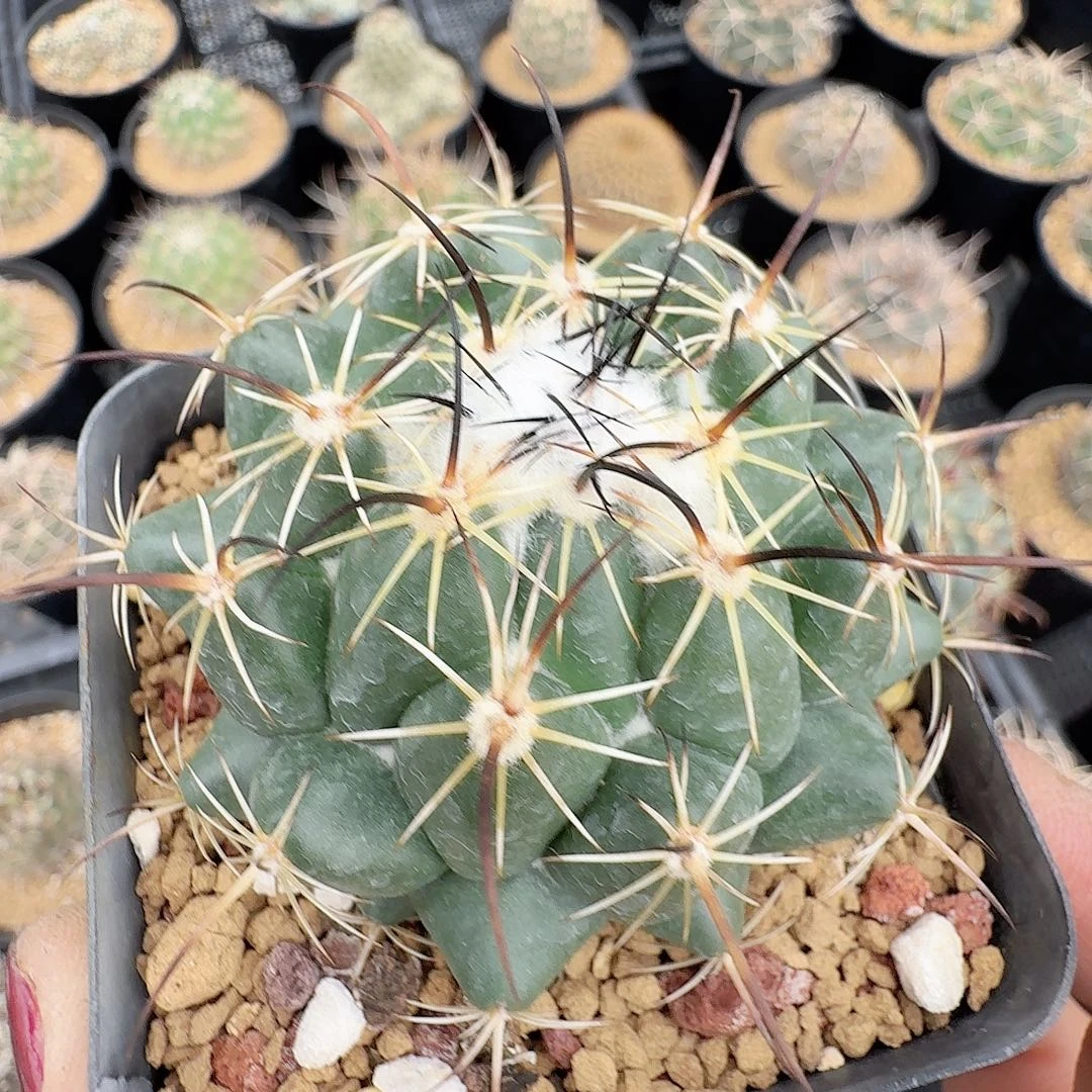 实生古镜脱土发货