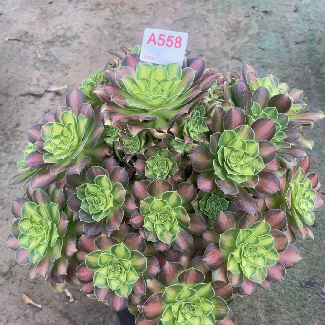 精品法师多肉韶华558