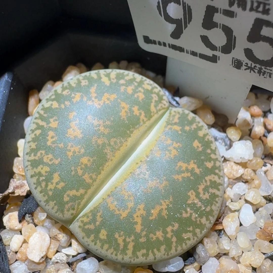 zzzzz生石花肉锥955