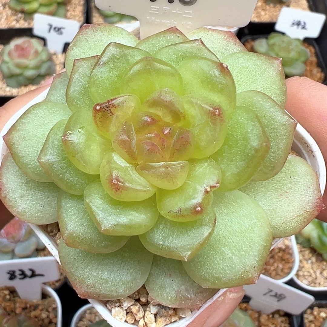 176号碧琉璃风花雪月系列