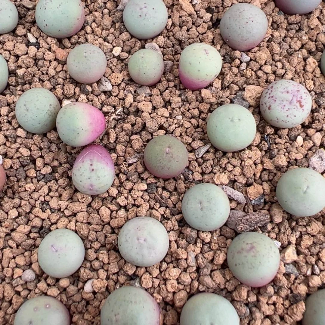 17-146量拍sh433v嘴一颗，尺寸0.8左右