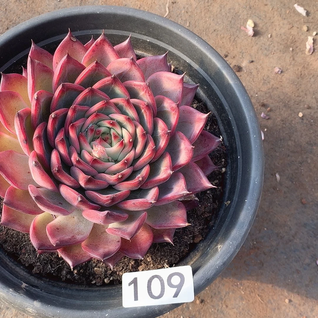 109篝火一物一拍多肉