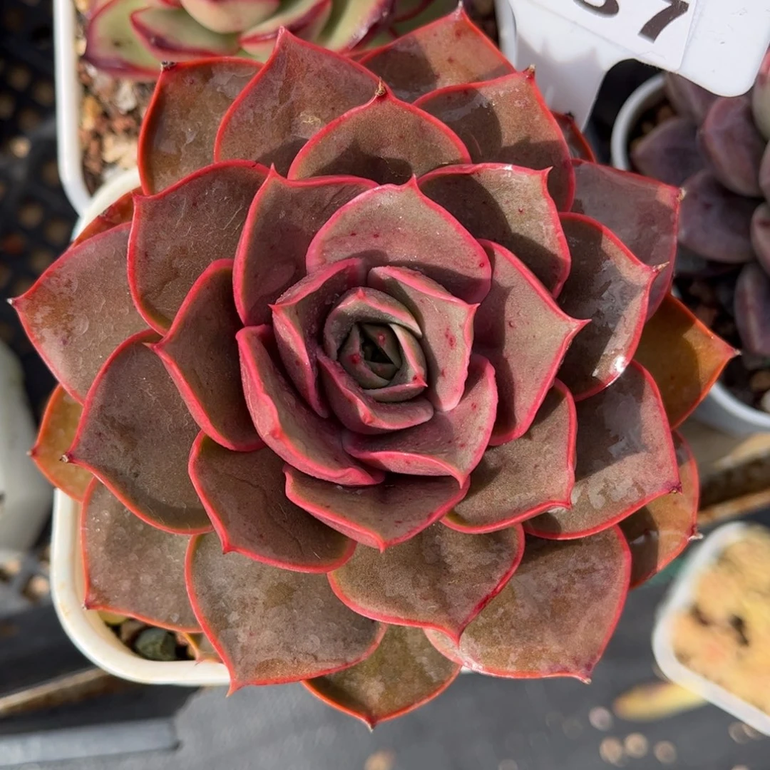 多肉植物0237 满30发货