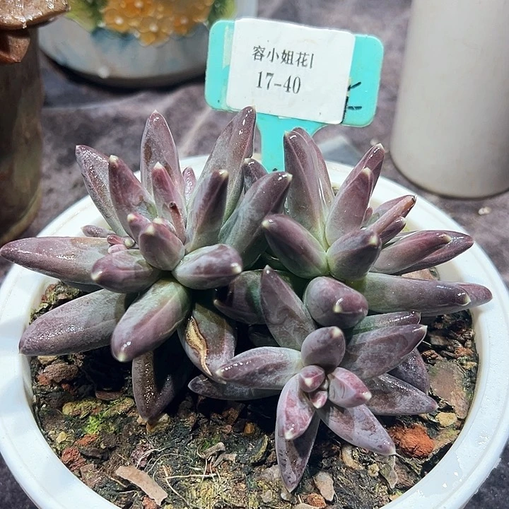 17.40紫体乌拉带盆一个