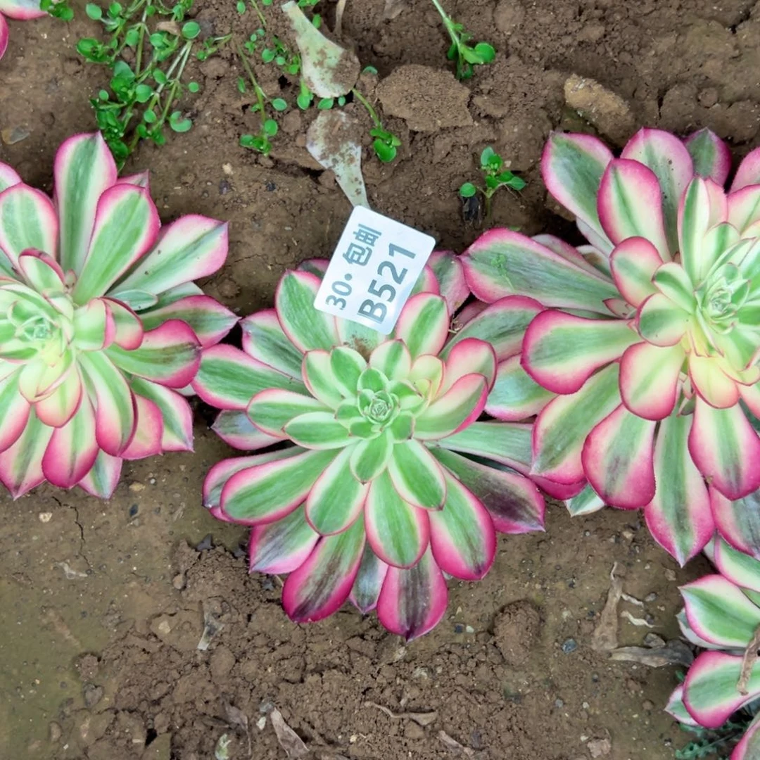 521倾城多肉法师不包断枝