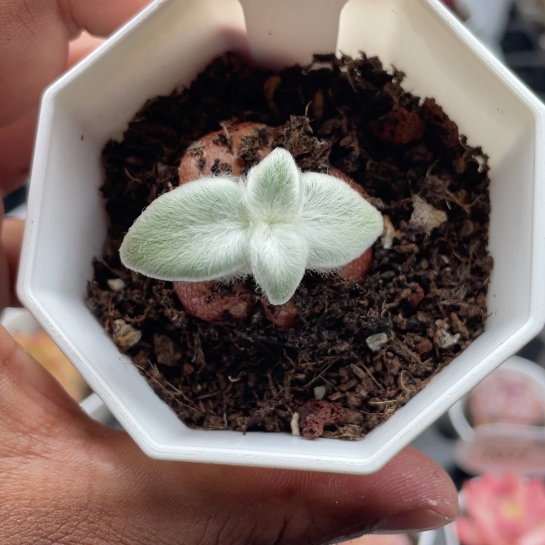 7032断崖女王4.0厘米